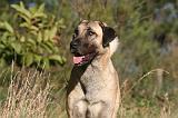 KANGAL 088